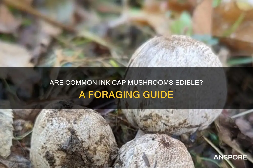 can you eat common ink cap mushrooms