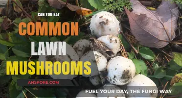 Are Common Lawn Mushrooms Edible? A Guide to Safe Foraging
