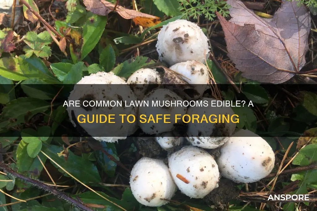 can you eat common lawn mushrooms
