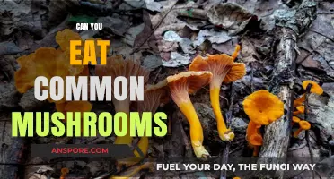 Can You Safely Eat Common Mushrooms? A Foraging Guide