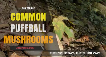Can You Eat Common Puffball Mushrooms? A Safe Foraging Guide