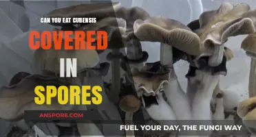 Can You Safely Eat Psilocybe Cubensis Covered in Spores?
