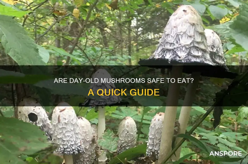 can you eat day old mushrooms