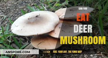 Can You Eat Deer Mushrooms? A Forager's Guide to Safety