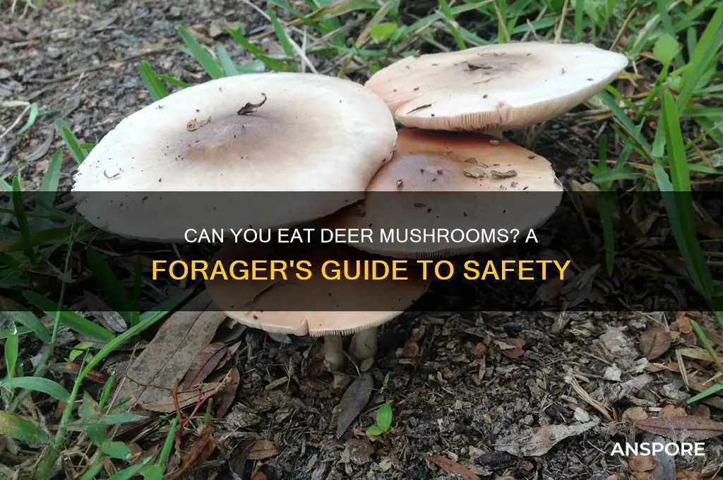 can you eat deer mushrooms