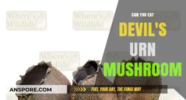 Can You Eat Devil's Urn Mushroom? Risks and Facts Explained