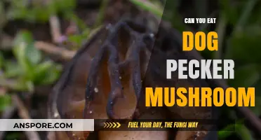 Can You Eat Dog Pecker Mushrooms? A Safe Foraging Guide