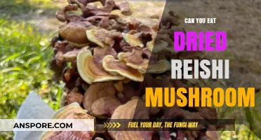 Can You Eat Dried Reishi Mushroom? Benefits, Uses, and Tips