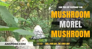 Can You Eat Elephant Ear and Morel Mushrooms? A Guide