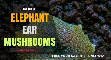 Can You Eat Elephant Ear Mushrooms? A Tasty Guide