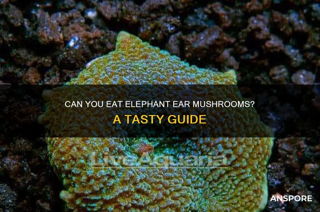 can you eat elephant ear mushrooms