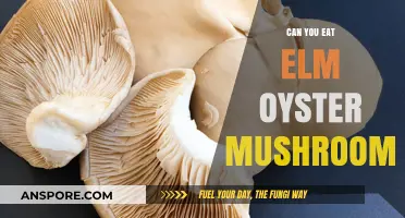 Can You Eat Elm Oyster Mushrooms? A Tasty Guide