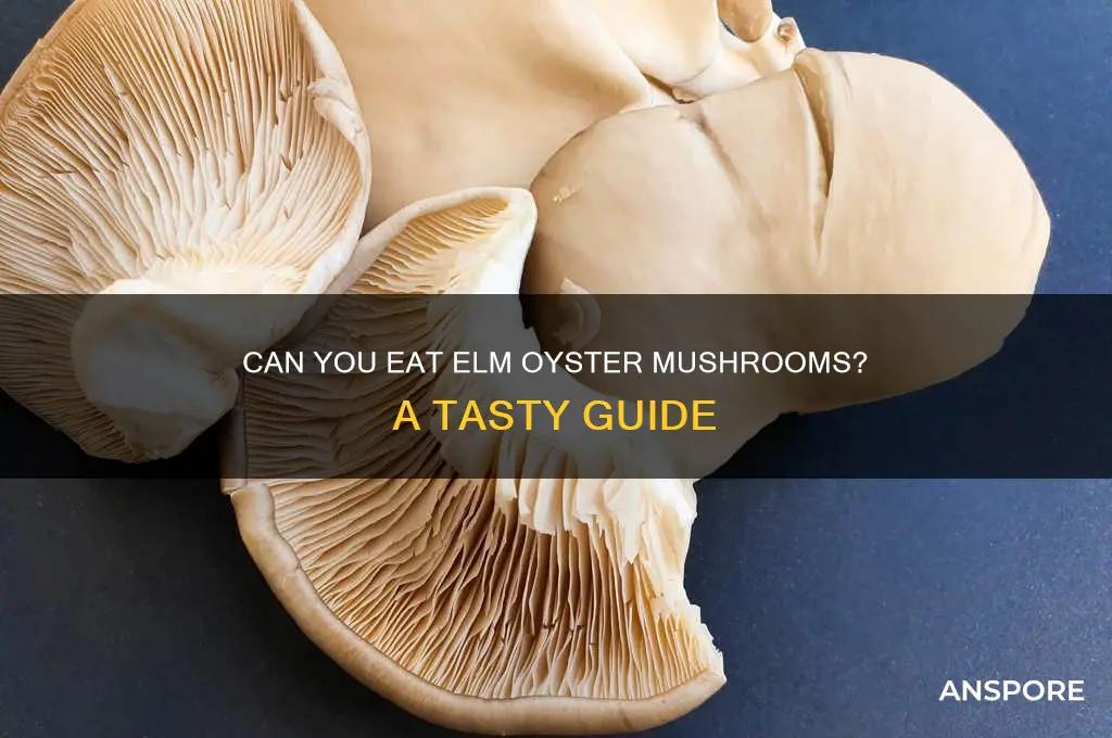can you eat elm oyster mushrooms