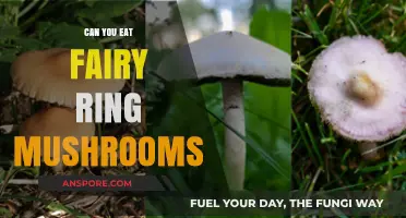 Are Fairy Ring Mushrooms Edible? A Guide to Safe Foraging