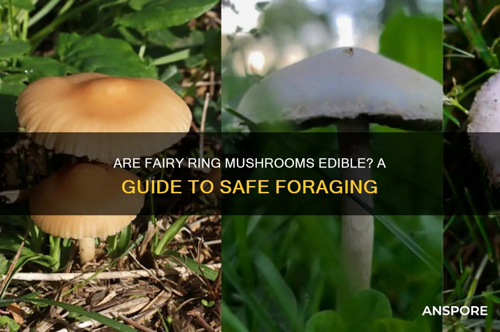 can you eat fairy ring mushrooms