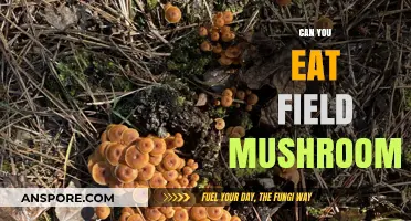Can You Safely Eat Field Mushrooms? A Forager's Guide