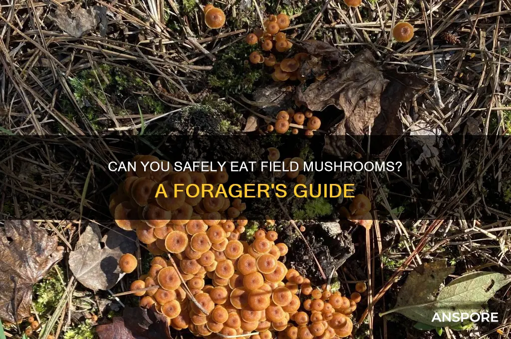 can you eat field mushrooms