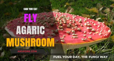Can You Eat Fly Agaric Mushrooms? Risks, Benefits, and Safety Tips