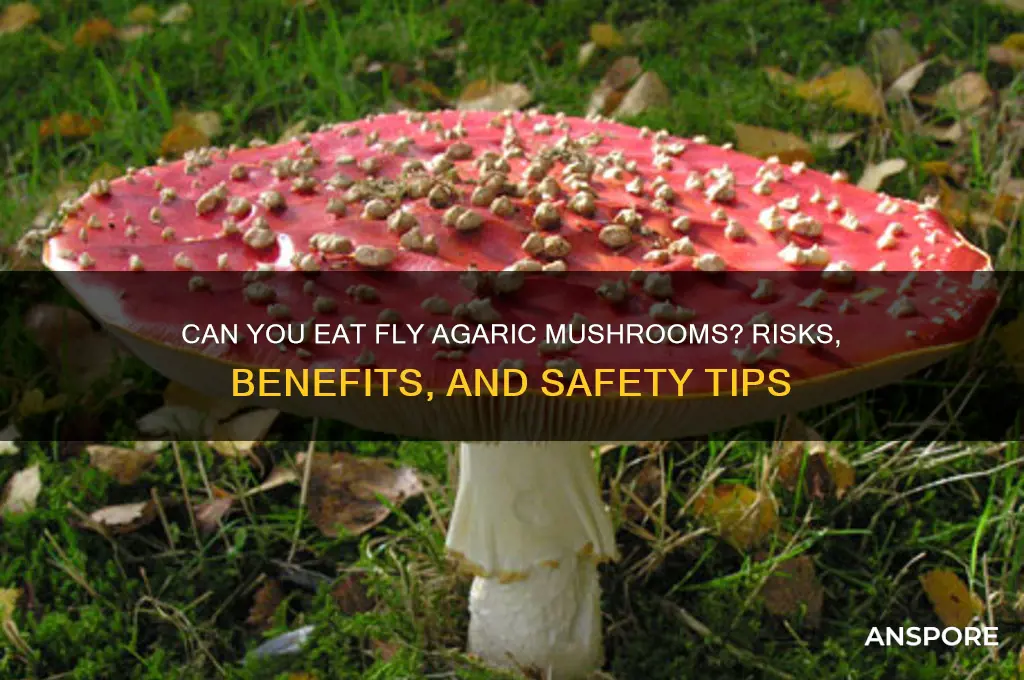 can you eat fly agaric mushroom