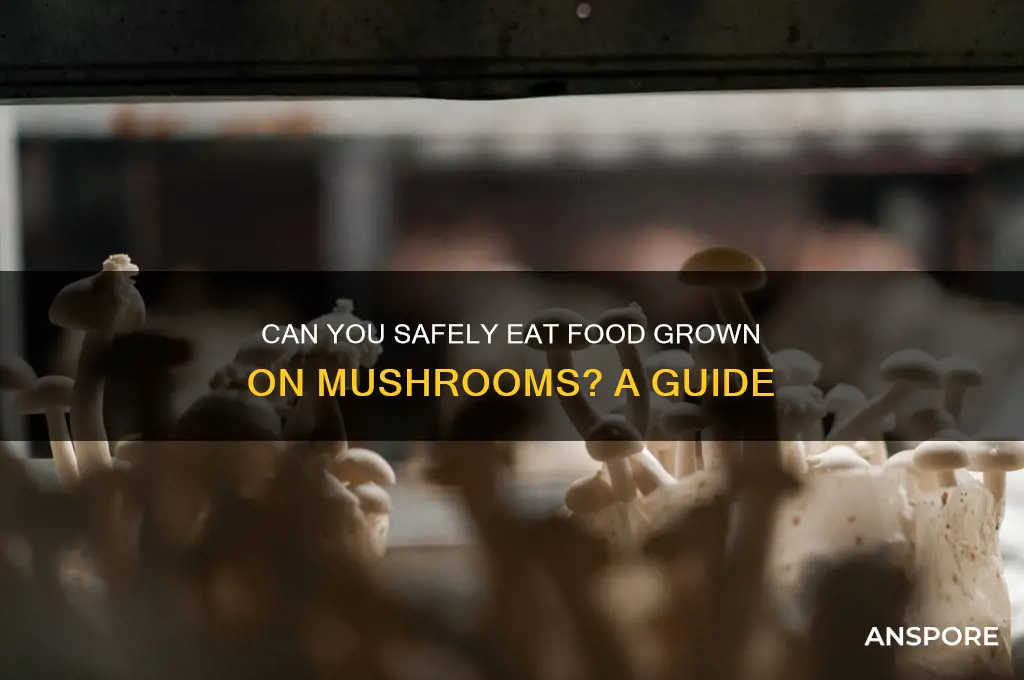 can you eat food on mushrooms