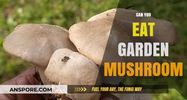Can You Eat Garden Mushrooms? A Safe Foraging Guide
