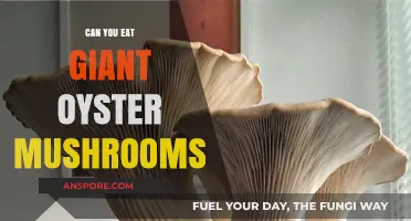 Can You Eat Giant Oyster Mushrooms? A Tasty Guide
