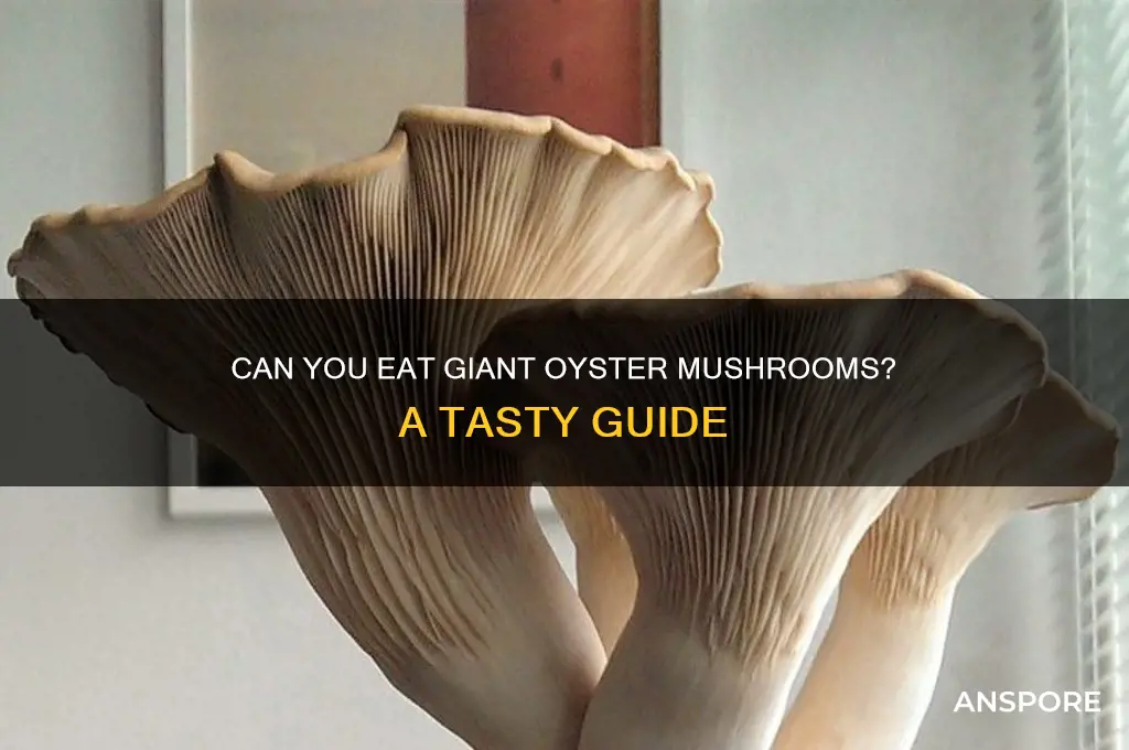 can you eat giant oyster mushrooms
