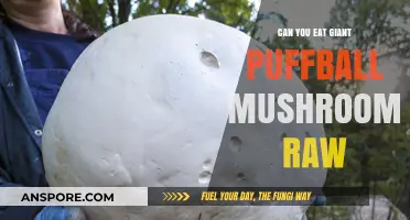 Can You Eat Giant Puffball Mushrooms Raw? A Tasty Truth