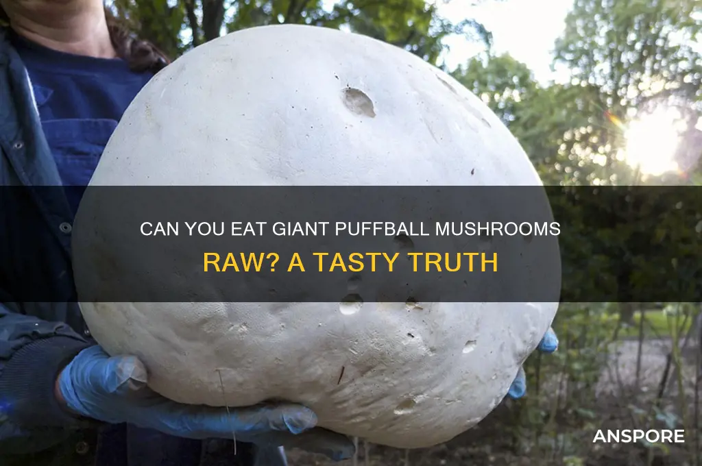 can you eat giant puffball mushrooms raw