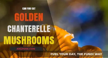 Can You Eat Golden Chanterelle Mushrooms? A Tasty Guide