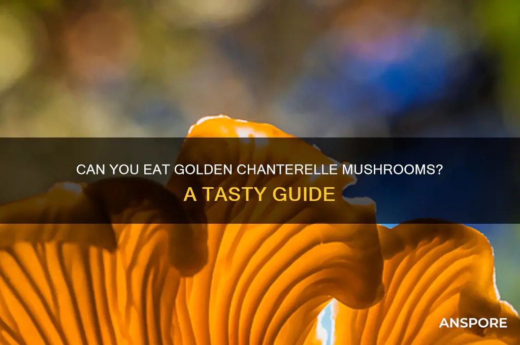 can you eat golden chanterelle mushrooms