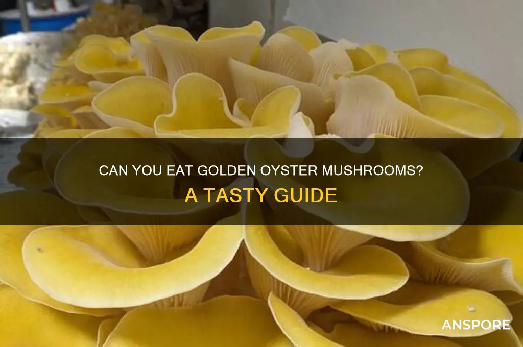 can you eat golden oyster mushrooms