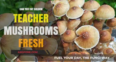 Can You Eat Golden Teacher Mushrooms Fresh? A Complete Guide