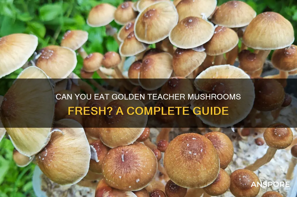 can you eat golden teacher mushrooms fresh