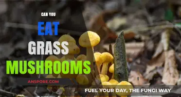 Can You Eat Grass Mushrooms? Safety, Identification, and Risks Explained