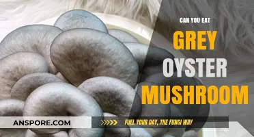 Can You Eat Grey Oyster Mushrooms? A Safe Consumption Guide