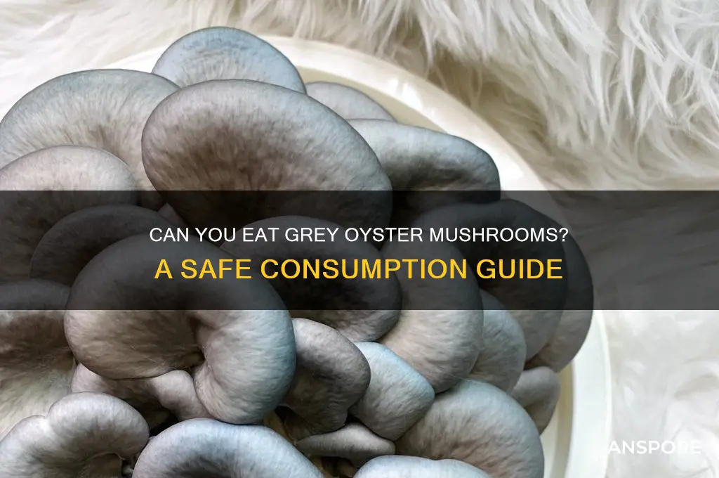 can you eat grey oyster mushrooms