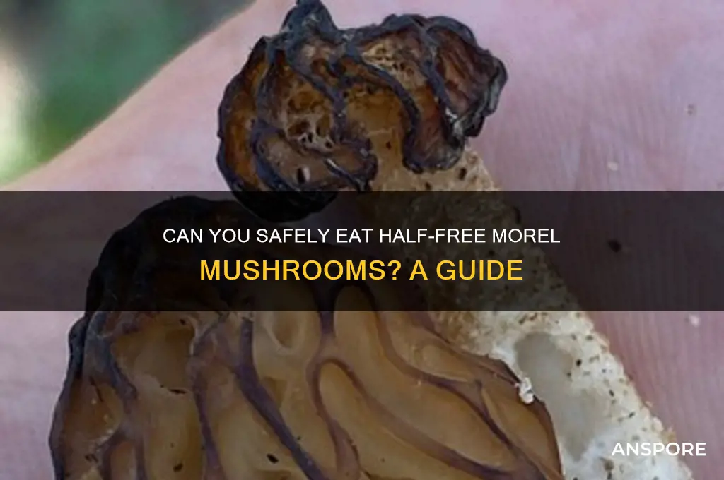 can you eat half free morel mushrooms