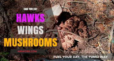 Are Hawk's Wing Mushrooms Edible? Safety and Identification Guide