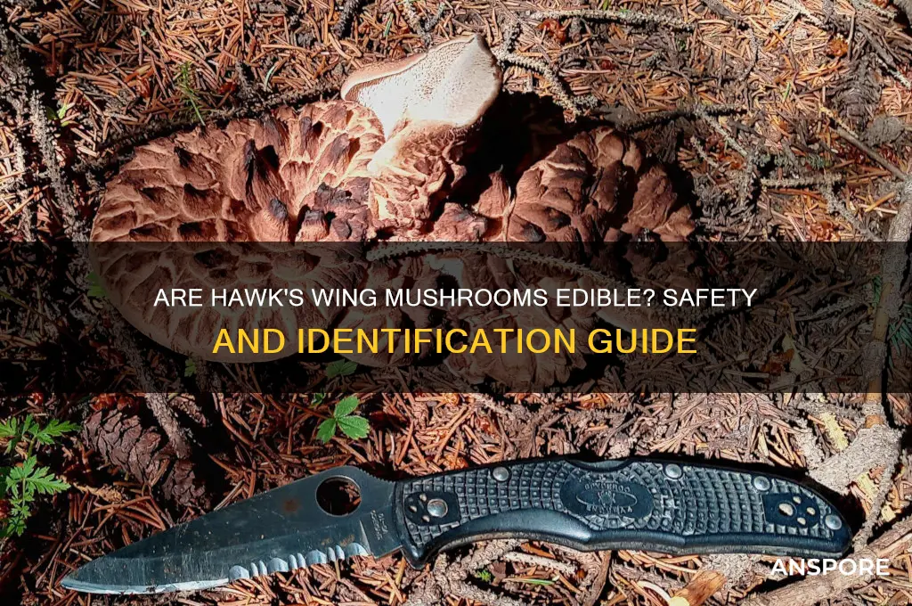 can you eat hawks wings mushrooms
