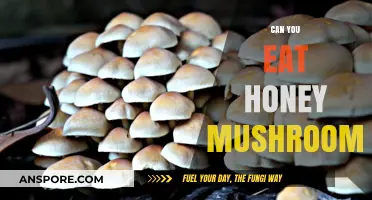 Can You Eat Honey Mushrooms? A Safe Foraging Guide