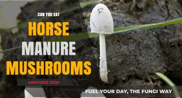 Can You Eat Horse Manure Mushrooms? Risks and Facts Revealed