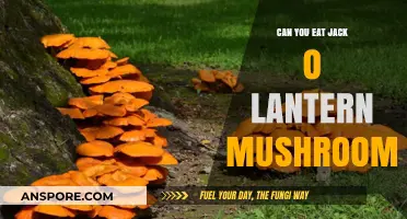 Are Jack O' Lantern Mushrooms Edible? Risks and Identification Tips