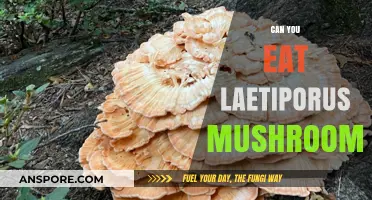 Can You Eat Laetiporus Mushrooms? A Tasty Wild Fungus Guide