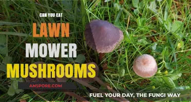 Are Lawn Mower Mushrooms Edible? A Safety Guide for Foragers