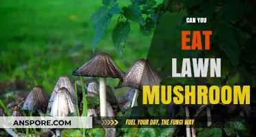 Can You Eat Lawn Mushrooms? Risks, Safety, and Identification Tips