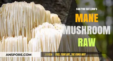 Can You Eat Lion's Mane Mushroom Raw? Benefits and Risks