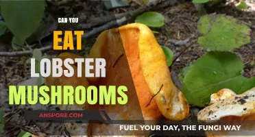 Can You Eat Lobster Mushrooms? A Tasty Forager's Guide
