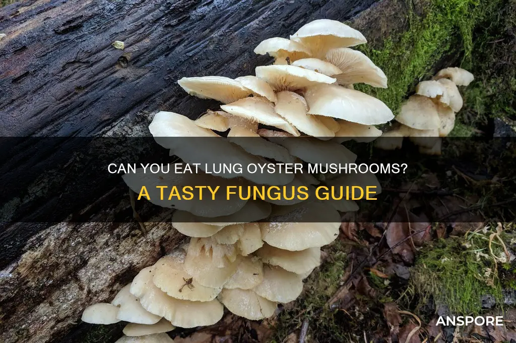 can you eat lung oyster mushrooms