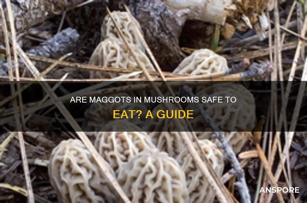 can you eat maggots in mushrooms